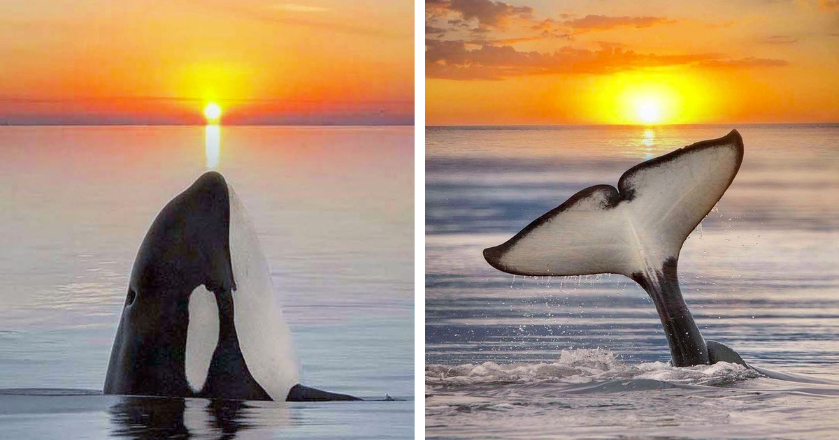 8 Escapismos Com Impressionantes Orcas Ao Pôr Do Sol